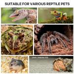 Reptile Habitat Tank for Tarantulas and Lizards