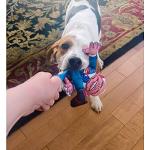 Joe Biden Dog Toy - Political Parody Fun