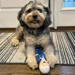 Joe Biden Squeaky Dog Toy - Political Parody