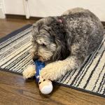 Joe Biden Squeaky Dog Toy - Political Parody