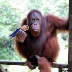 JD Vance Voodoo Doll Pin Holder - Political Gag