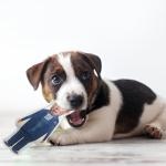 Elon Musk Voodoo Doll: You're Fired! Pin Holder