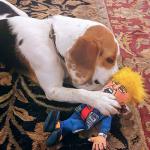 Donald Trump Special Edition Dog Toy