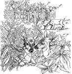 Nature Coloring Book: A Walk in the Woods