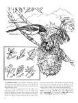 Nature Coloring Book: A Walk in the Woods