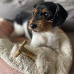 Bam-Bones T-Bone Dog Chew Toy for Aggressive Chewers