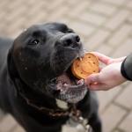 Blue Dog Bakery Natural Crunchy Dog Treats 18oz