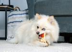 Chicken Flavor Chew Toy and Treat for Dogs