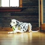 West Paw Zogoflex Qwizl Interactive Treat Dispensing Dog Puzzle Treat Toy for Dogs, Granny Smith, Large