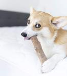 Pupstages Dogwood Dog Chew Toy – Real-Wood Blend, Natural Flavor & Texture, Moderate Chewers, Medium, 7.5"