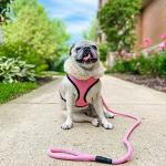 Gooby Mesh Leash - Black, 4 FT - Breathable Mesh 4 Foot Leash for Small Dogs with Bolt Snap Clasp - On The Go Dog Leashes for Small, Medium, and Large Dogs