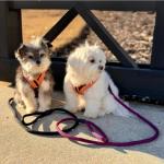 Gooby Mesh Leash - Black, 4 FT - Breathable Mesh 4 Foot Leash for Small Dogs with Bolt Snap Clasp - On The Go Dog Leashes for Small, Medium, and Large Dogs