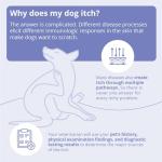 MiconaHex+Triz Shampoo for Dogs, Cats and Horses, 16 oz, Unscented