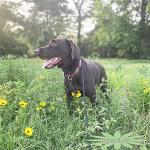 MayPaw Slip Lead Control Leash for Dogs No Pull, 13+ Colors Classic Dog Lead 7 FT Pet Slip Leash, 1/4” Rope Leashes for Small Medium Animals (7ft*1/4", Black)