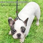 MayPaw Slip Lead Control Leash for Dogs No Pull, 13+ Colors Classic Dog Lead 7 FT Pet Slip Leash, 1/4” Rope Leashes for Small Medium Animals (7ft*1/4", Black)