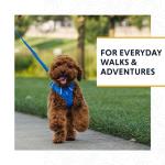 Ruffwear, Front Range Dog Leash, 5 ft Lead with Padded Handle for Everyday Walking, Spring Fade