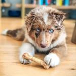 Nylabone Natural Puppy Chews, Roast Beef & Bacon