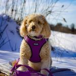 Voyager Reflective Dog Leash and Collar - Purple