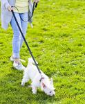 Reflective 6FT Dog Leash for All Sizes