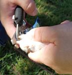 Resco Professional Surgical Steel Dog Nail Trimmer