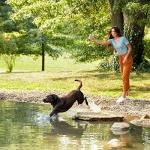 Grain-free Chicken Dog Food, 24 lb Bag