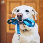 12 Pack Reflective Dog Leash with Padded Handle