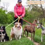 12 Pack of 6FT Dog Leashes for All Sizes