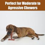 Bam-Bones T-Bone Chew Toy for Dogs 6