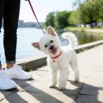 48 Pcs Small Dog Collar and Leash Set