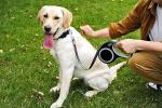 26-Foot Retractable Dog Leash for All Sizes