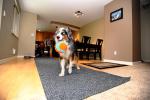 Chuckit! Indoor Fetch Ball Dog Toy – 4.75 Inch