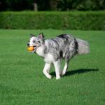 Interactive Fetch Rubber Balls for Dogs - Pack of 10