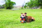 Chuckit! UltraRing Outdoor Fetch Dog Toy