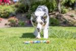 Chuckit! EcoFetch Stick Dog Toy for All Breeds