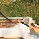 6 FT Reflective Nylon Dog Leash with Padded Handle