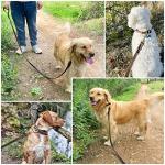 MERUOGKAR Leather Dog Leash 6ft x 3/4 inch,Strong Heavy Duty Genuine Leather Braided Dog Training Leash, Soft and Comfortable Leather Leash for Large Dogs, Medium Small Dogs (Brown, 6FT*3/4in)