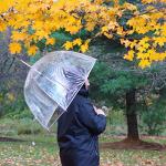 Clear Bubble Umbrella - Windproof & Stylish Designs
