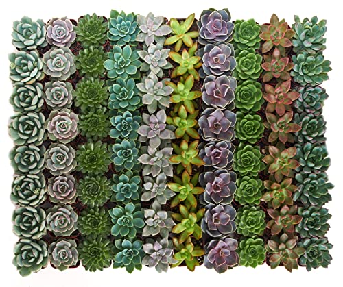 32 Rosette Succulents for Your Wedding Decor