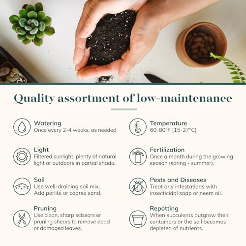 32 Rosette Succulents for Your Wedding Decor