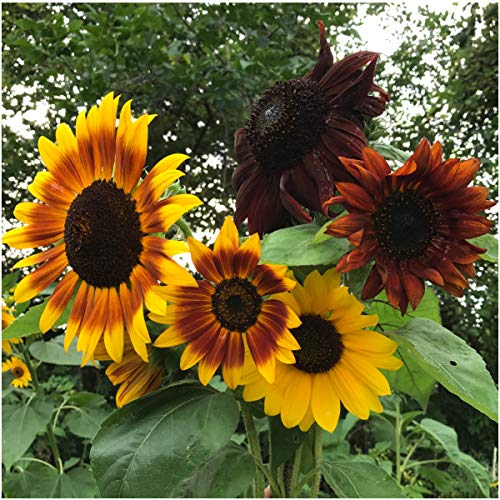 Sunflower Seed Favor Packets for Weddings and Events