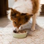 Open Farm Freeze-Dried Raw Dog Food Morsels