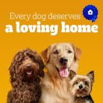 PEDIGREE Breathbuster Dog Treats with Eucalyptus and Parsley