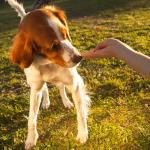 VitaLife Duck Tenders - All Natural Dog Treats