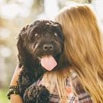 Milk-Bone Original Chicken Oven Baked Dog Treats