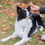 Rollover Crunchy Lamb Biscuits for Dogs - 300g