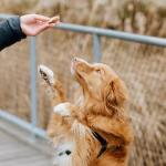 Rollover Crunchy Lamb Biscuits for Dogs - 300g