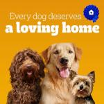 PEDIGREE DENTASTIX Fresh Flavor Dog Treats 40 Sticks