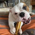 Bully Bunches Yak Cheese Chews for Dogs (2 Pk)