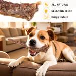 Beef Tail Bones for Dogs - Healthy Chew Treats
