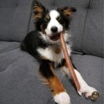 Bully Bunches Odour-Free Beef Bully Sticks for Dogs
